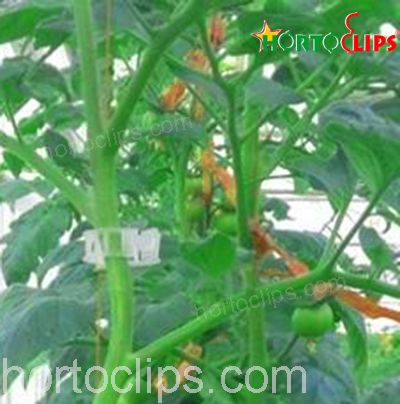 Hortoclips para el cultivo de tomate
