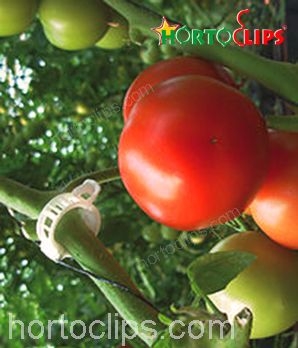 Entutorado en el cultivo de tomates