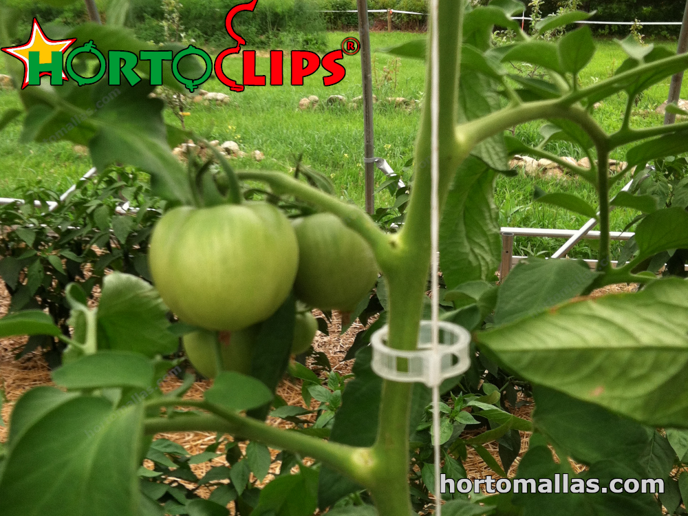 clips tutor en cultivo de tomate