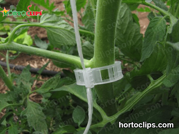 anillos de plástico para sujetar plantas de tomate 